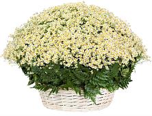 Цветочная композиция из Ромашки в корзине #REPLACE_PRED# Птичьем
